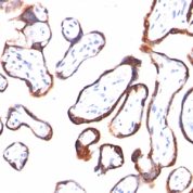 FFPE human placenta sections stained with 100 ul anti-HCG-beta (clone HCGb/54) at 1:200. HIER epitope retrieval prior to staining was performed in 10mM Citrate, pH 6.0.